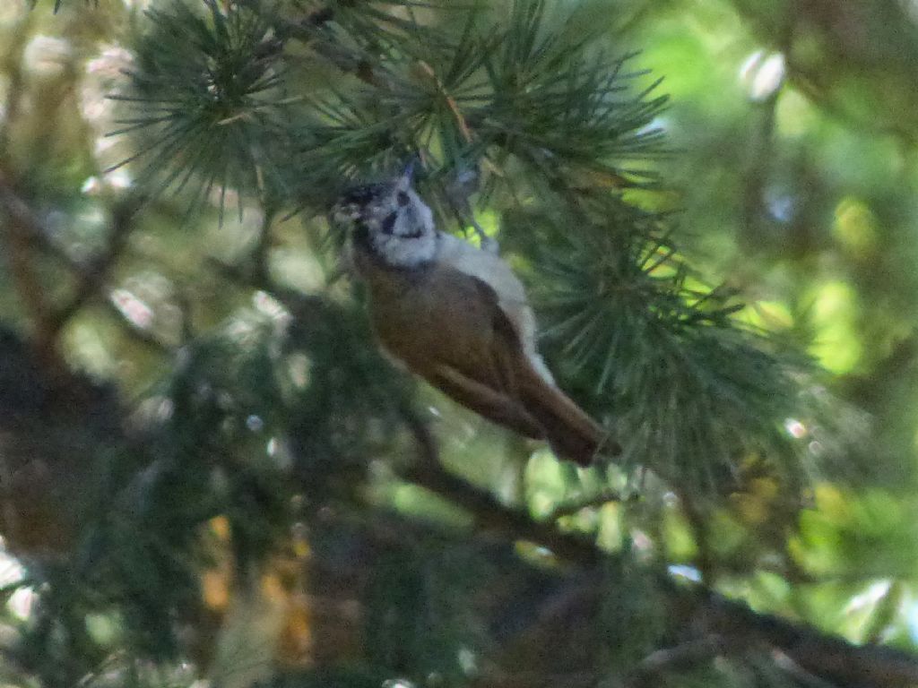 Cincia dal ciuffo (Lophophanes cristatus)